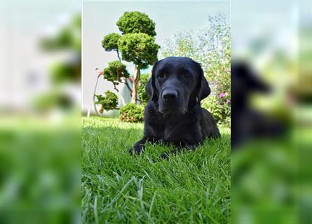 Labrador Welpen in Foxred und Schwarz mit Ahnentafel