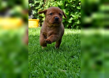 Labrador Welpen in Foxred und Schwarz mit Ahnentafel