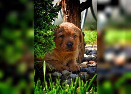 Wunderschöne Labrador Welpen in Foxred und schwarz