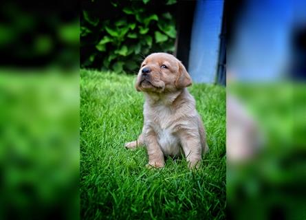 Wunderschöne Labrador Welpen in Foxred und schwarz