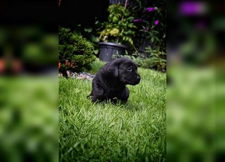 Wunderschöne Labrador Welpen in Foxred und schwarz