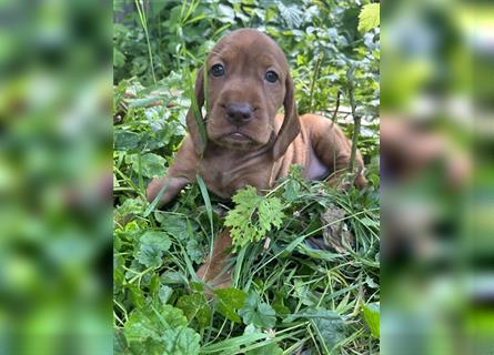 Magyar Vizsla Spaniel mix Welpe