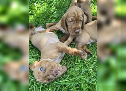 Magyar Vizsla Spaniel mix Welpe