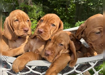 Magyar Vizsla Spaniel mix Welpe