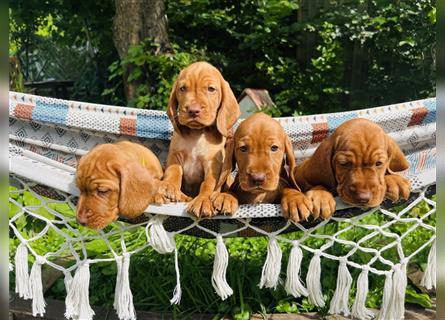 Magyar Vizsla Spaniel mix Welpe