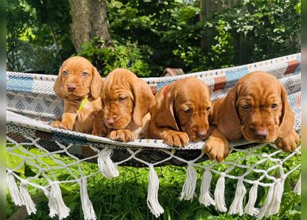 Magyar Vizsla Spaniel mix Welpe