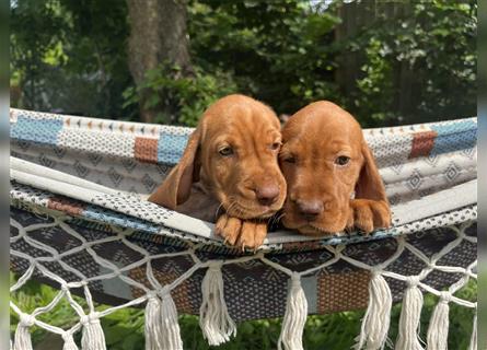 Magyar Vizsla Spaniel mix Welpe