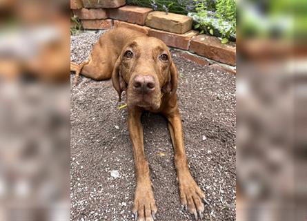 Magyar Vizsla Spaniel mix Welpe