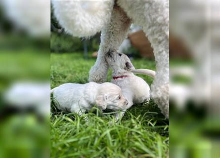 Hier kommen unsere Wölkchen - Golden Doodle ( ähnlich Labradoodle) F1 Standard