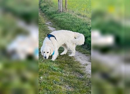 Hier kommen unsere Wölkchen - Golden Doodle ( ähnlich Labradoodle) F1 Standard