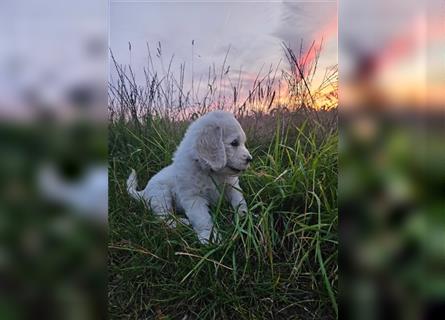 Hier kommen unsere Wölkchen - Golden Doodle ( ähnlich Labradoodle) F1 Standard