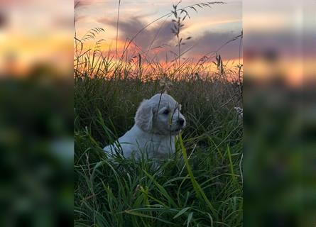 Hier kommen unsere Wölkchen - Golden Doodle ( ähnlich Labradoodle) F1 Standard