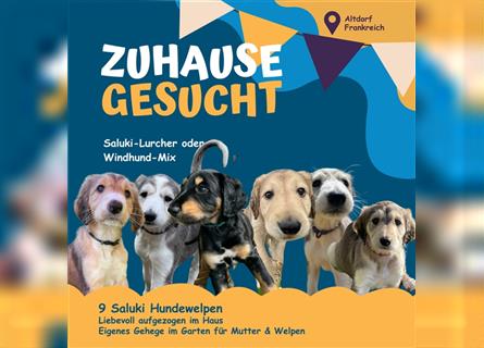 Saluki-Lurcher Welpen suchen Ihr Zuhause