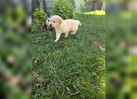 Golden retriever welpen mit Ahnentafel