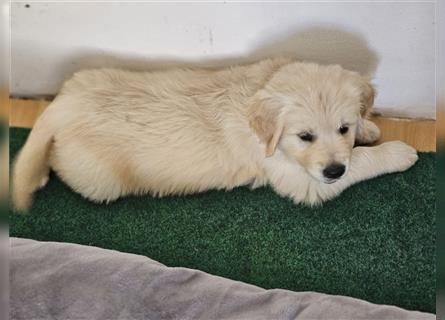 Golden retriever welpen mit Ahnentafel