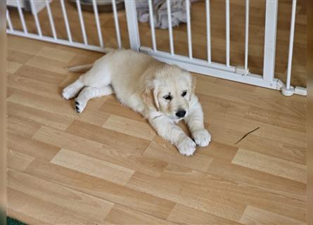 Golden retriever welpen mit Ahnentafel