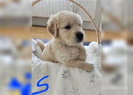 Golden retriever welpen mit Ahnentafel