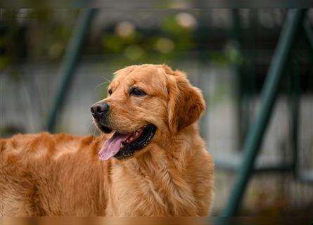 Golden retriever welpen mit Ahnentafel