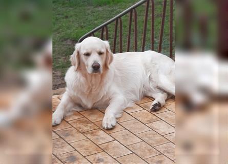 Golden retriever welpen mit Ahnentafel