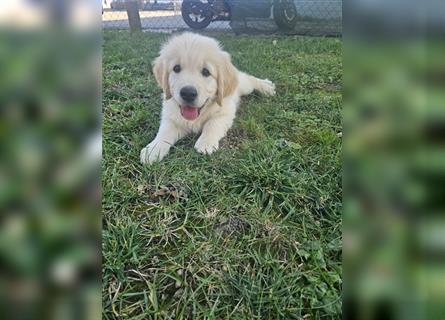 Golden retriever welpen mit Ahnentafel