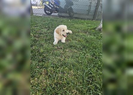 Golden retriever welpen mit Ahnentafel