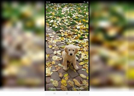 Golden retriever welpen mit Ahnentafel