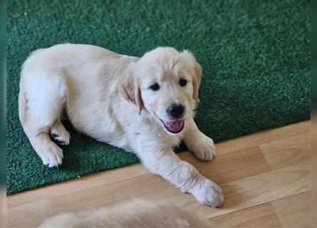 Golden retriever welpen mit Ahnentafel