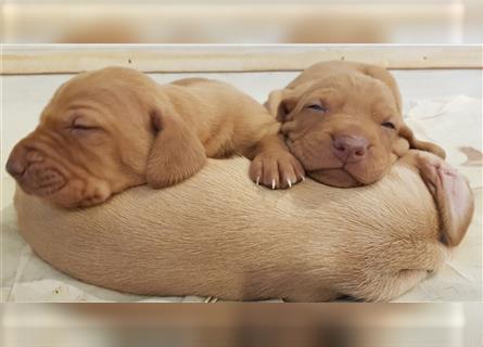 Magyar Vizsla / Weimaraner Mix ab Mitte August abzugeben