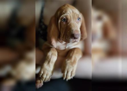 Magyar Vizsla / Weimaraner Mix ab Mitte August abzugeben