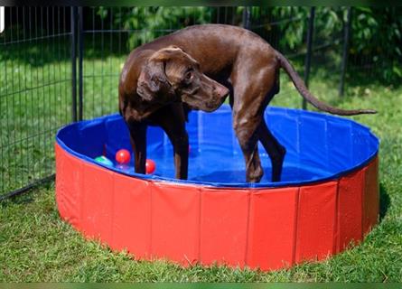 Magyar Vizsla / Weimaraner Mix ab Mitte August abzugeben