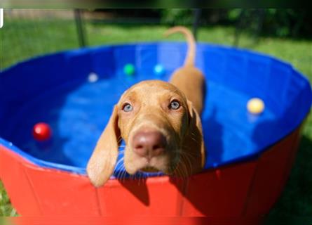 Magyar Vizsla / Weimaraner Mix ab Mitte August abzugeben