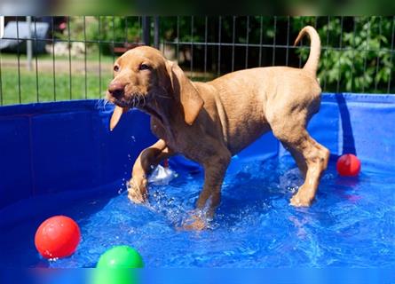 Magyar Vizsla / Weimaraner Mix ab Mitte August abzugeben