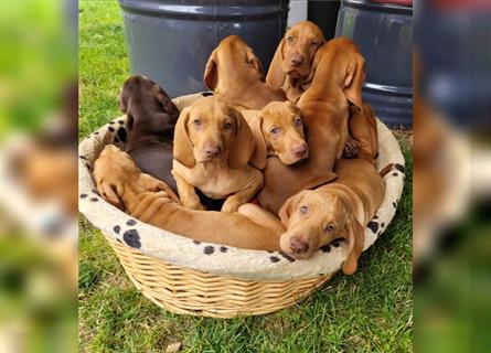 Magyar Vizsla / Weimaraner Mix ab Mitte August abzugeben