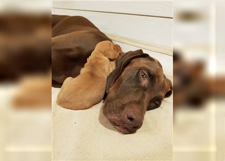 Magyar Vizsla / Weimaraner Mix ab Mitte August abzugeben