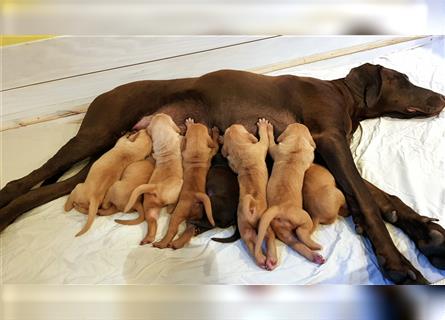 Magyar Vizsla / Weimaraner Mix ab Mitte August abzugeben