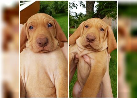 Magyar Vizsla / Weimaraner Mix ab Mitte August abzugeben