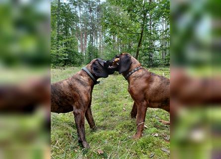 Hannoverscher Schweißhund