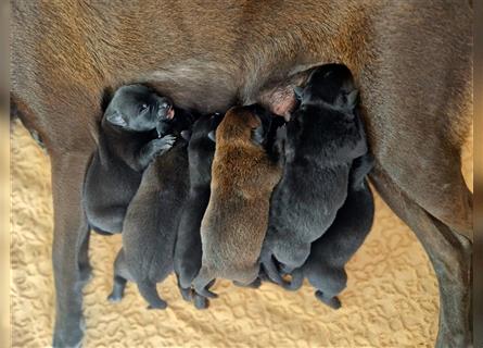 Bildschöne Malinoispuppy's in Sonderfarbe!