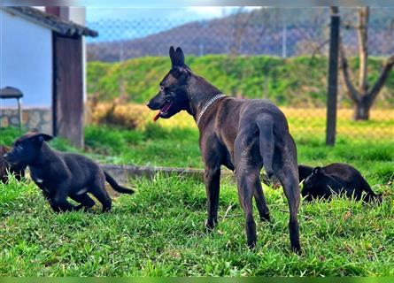 Bildschöne Malinoispuppy's in Sonderfarbe!