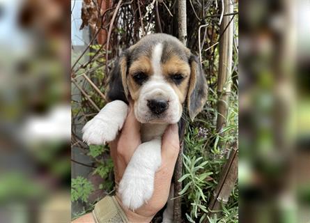 Beaglewelpen suchen ein liebevolles Zuhause 