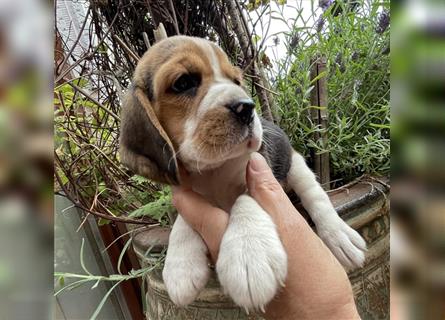 Beaglewelpen suchen ein liebevolles Zuhause 