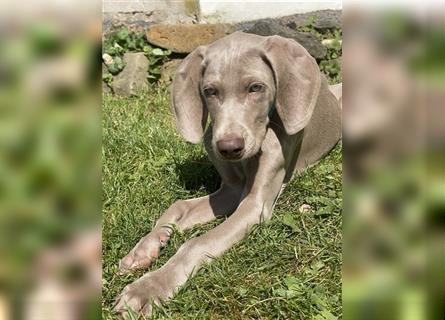 Weimaraner Welpen reinrassig in blau