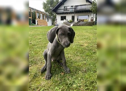 Weimaraner Welpen reinrassig in blau