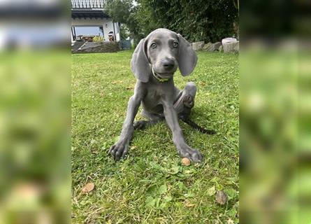 Weimaraner Welpen reinrassig in blau