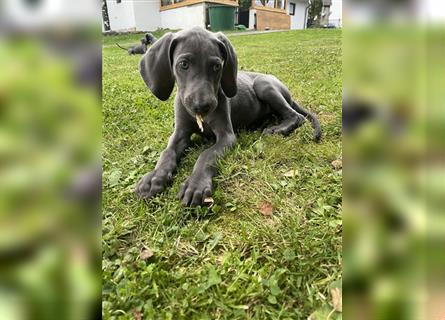 Weimaraner Welpen reinrassig in blau