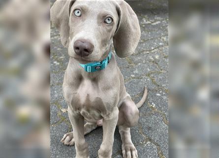 Weimaraner Welpen reinrassig in blau