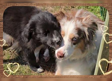 Golden Aussie / Traum auf 4 Pfoten / Welpen / Golden Retriever