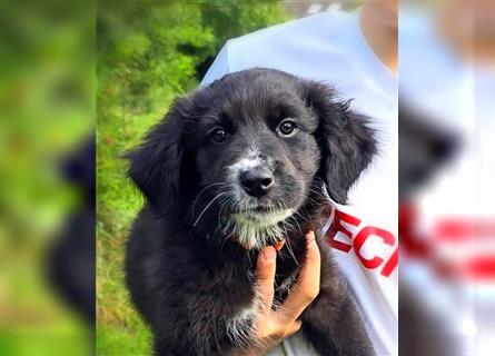 Golden Aussie / Traum auf 4 Pfoten / Welpen / Golden Retriever