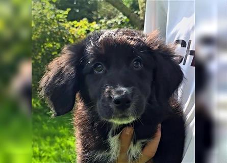 Golden Aussie / Traum auf 4 Pfoten / Welpen / Golden Retriever