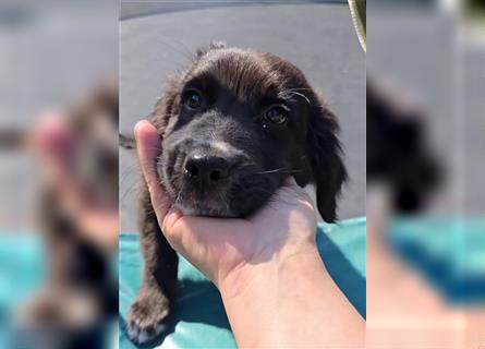 Golden Aussie / Traum auf 4 Pfoten / Welpen / Golden Retriever